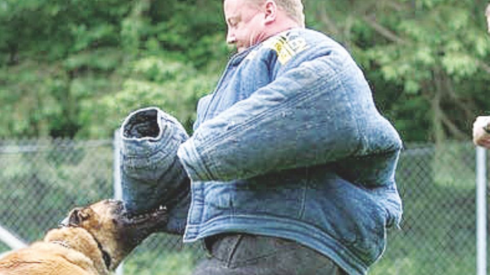 Un K9 bien que puede ser utilizado en un caso como el de la primaria de Uvalde; los hay adiestrados para desarmar o combatir a personas armadas.