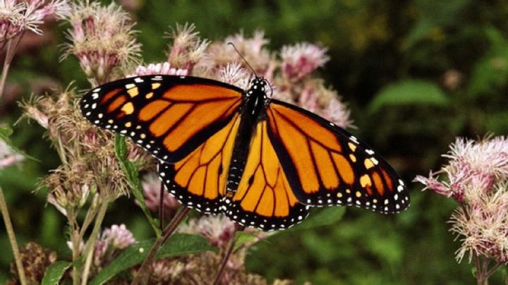 ¡Salvemos la mariposa monarca! Tamaulipas tendrá un área natural protegida para esta especie
