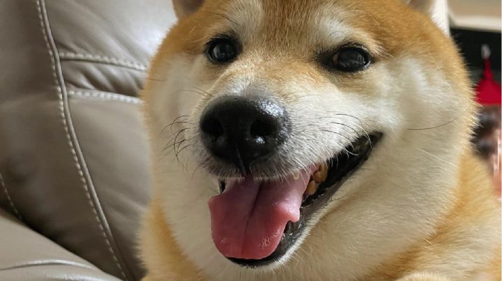 ¡Cheem ya se recuperó!: perrito viral está totalmente sano tras problemas de salud