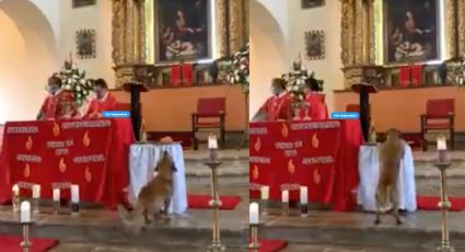 Perrito entra a iglesia católica y se roba el pan de la comunión en plena misa: VIDEO