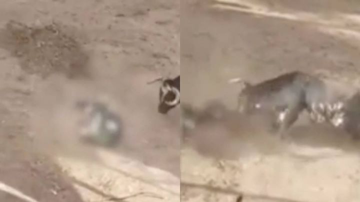 Reto mortal: Abuelito enfrenta a toro en fiesta patronal y muere trágicamente