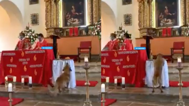 Perrito entra a iglesia católica y se roba el pan de la comunión en plena misa: VIDEO
