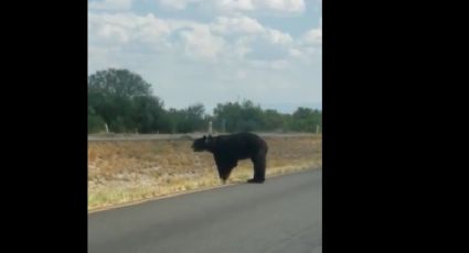 Captan a oso de gran tamaño por carretera de Coahuila; buscaba agua y comida