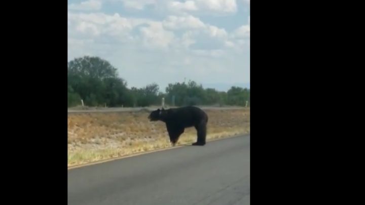 Captan a oso de gran tamaño por carretera de Coahuila; buscaba agua y comida