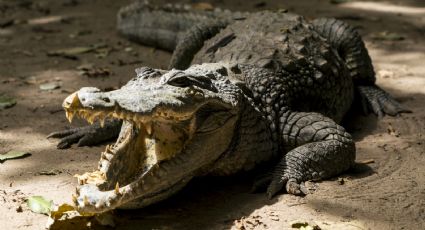 Ataca cocodrilo a turistas en Puerto Vallarta