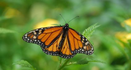 ¡Malas noticias! Mariposa Monarca ya es una especie en peligro