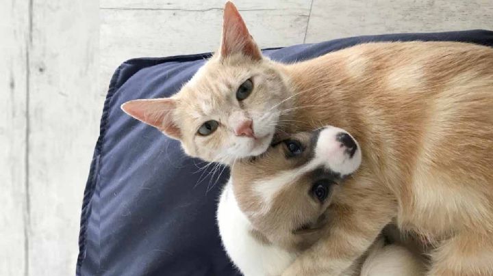 Gata que perdió crías adopta a cachorros huérfanos VIDEO