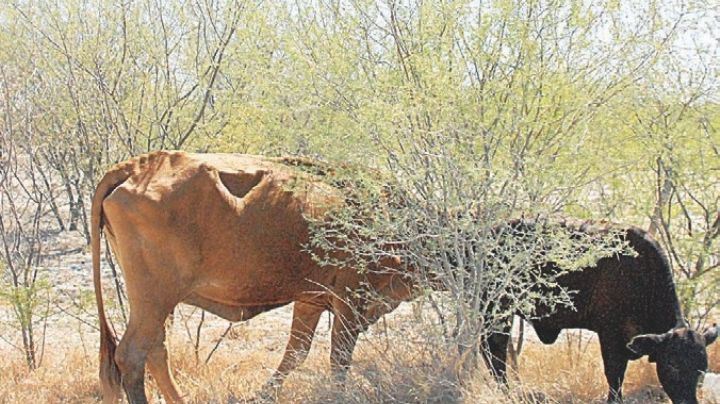 Venden el ganado, por sequía