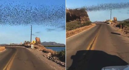 VIDEO VIRAL: Creían que eran pájaros pero no; millones de murciélagos crean extensas nubes negras