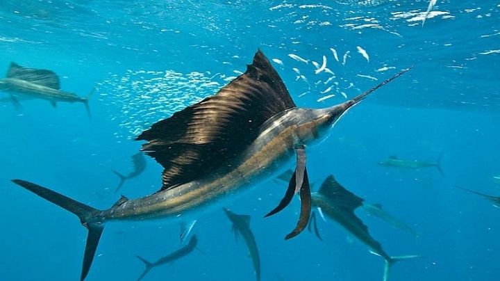 Abuelita es atravesada por pez vela mientras pescaba en Florida