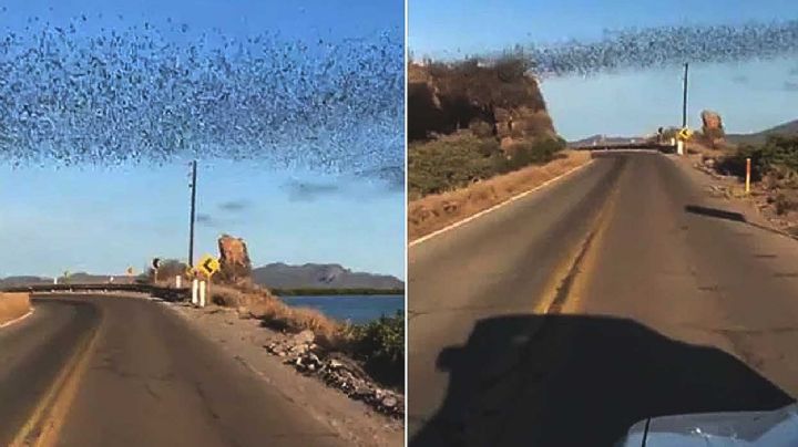 VIDEO VIRAL: Creían que eran pájaros pero no; millones de murciélagos crean extensas nubes negras