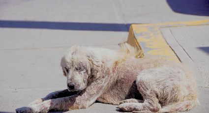 Hay más de 30 mil perros callejeros en Nuevo Laredo