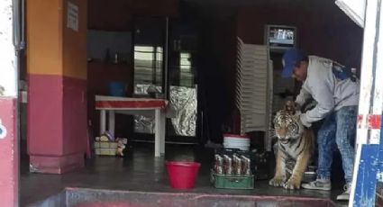 Pánico en Hidalgo por tigre suelto; se metió a una taquería y no quiso salir