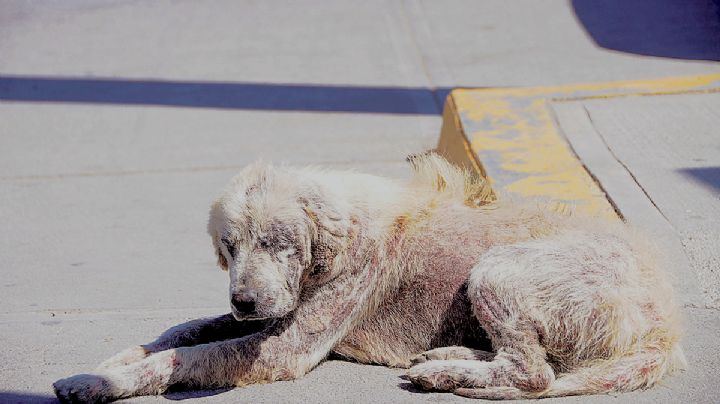 Hay más de 30 mil perros callejeros en Nuevo Laredo