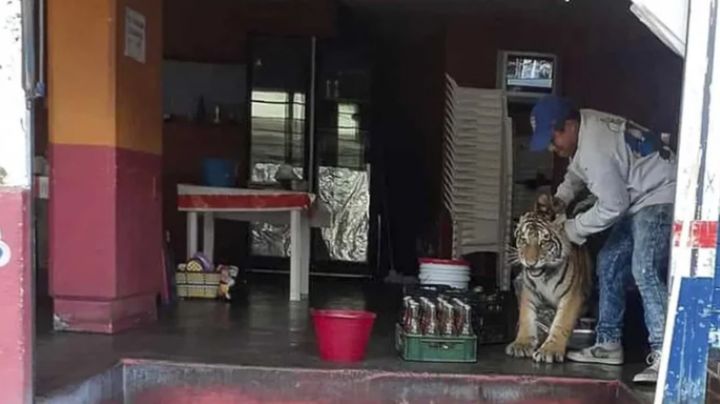 Pánico en Hidalgo por tigre suelto; se metió a una taquería y no quiso salir