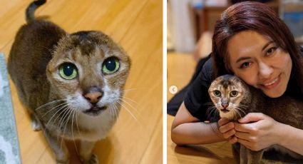 Este es 'Potato', el gatito con cara de papa que nadie quería adoptar por carecer de orejas