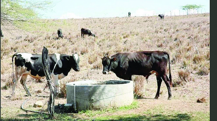 Agrava sequía crisis ganadera en Nuevo Laredo