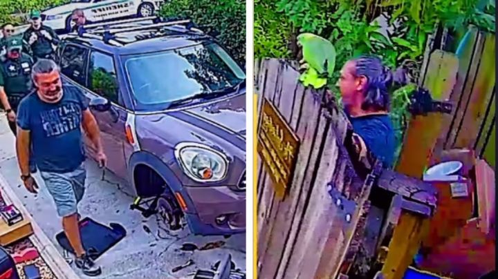 "Ayuda, Ayuda": Periquito pone en aprietos a su dueño al fingir su secuestro