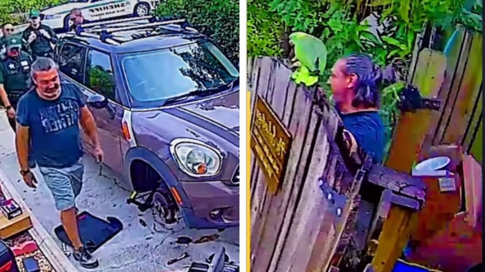El periquito pedía ayuda a su dueño, quien se metió en problemas con la ley por esta travesura animal