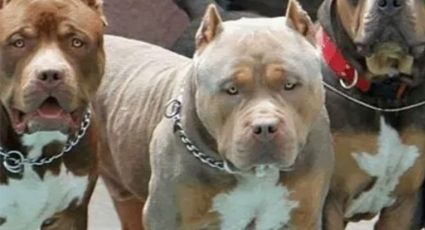 Perros pitbull matan a un velador en Piedras Negras; le arrancaron un brazo