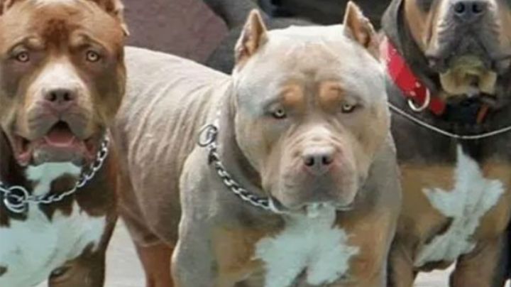 Perros pitbull matan a un velador en Piedras Negras; le arrancaron un brazo