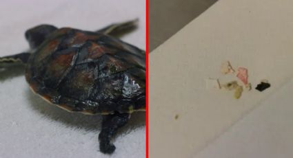 Desastre ecológico: Tortuga marina bebé pasó seis días defecando PLÁSTICO
