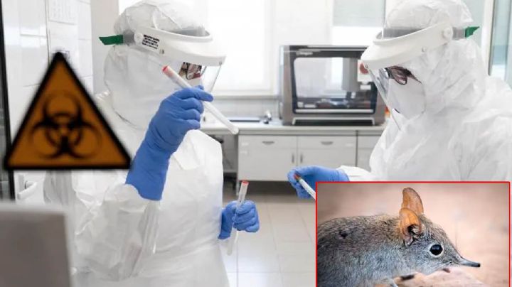 Virus Langya se propaga con rapidez en China; ¿qué es?