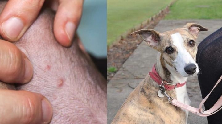 ¡Cuida a tus lomitos! Registran  primer caso de viruela del mono en un perro; fue contagiado por sus dueños