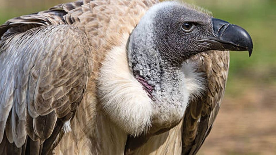 Más de 150 buitres de espalda blanca, murieron en los dos últimos días en Sudáfrica y Botsuana.

