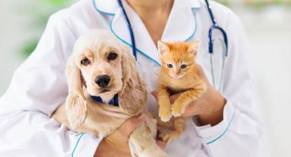 Día del Veterinario: ¿Por qué se celebra cada 17 de agosto en México?