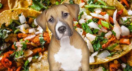 Tacos de perro: ¿Cómo saber si me los han servido? FOTOS
