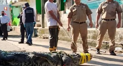 Cocodrilo mata a un hombre en la Laguna del Carpintero, en Tampico