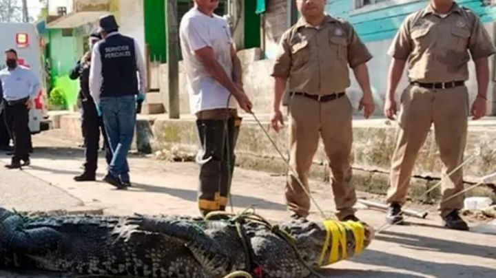 Cocodrilo mata a un hombre en la Laguna del Carpintero, en Tampico