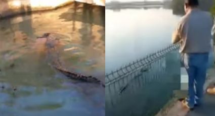 VIDEO: Momento exacto en que cocodrilo arrastra a hombre en la laguna El Carpintero