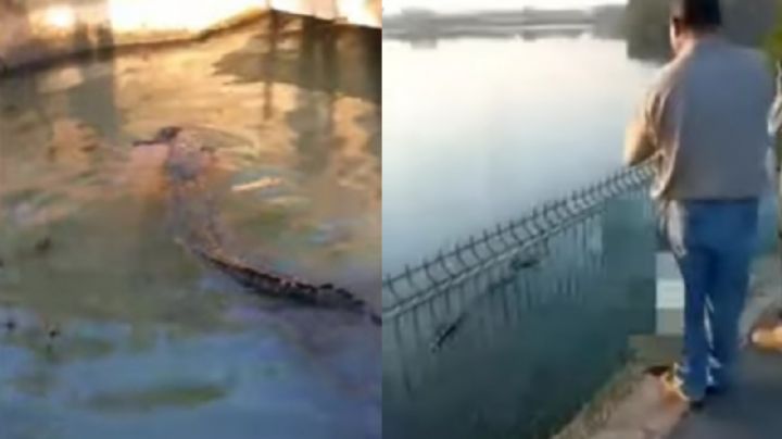 VIDEO: Momento exacto en que cocodrilo arrastra a hombre en la laguna El Carpintero