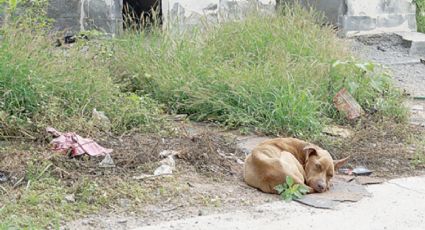 Los perros de la calle, con la vida en un hilo