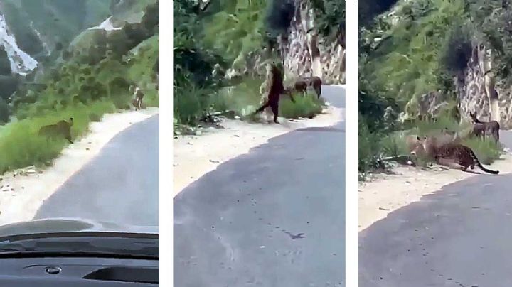 VIDEO | Mata jaguar a un burro en carretera de Nuevo León