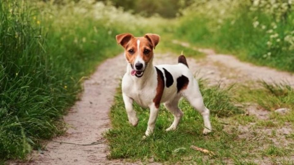 Un hombre mata a perrita y le saca las vísceras para comérselas