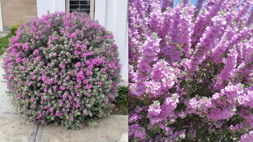 Es hermoso y meas después de las lluvias, es una planta que debes conocer.