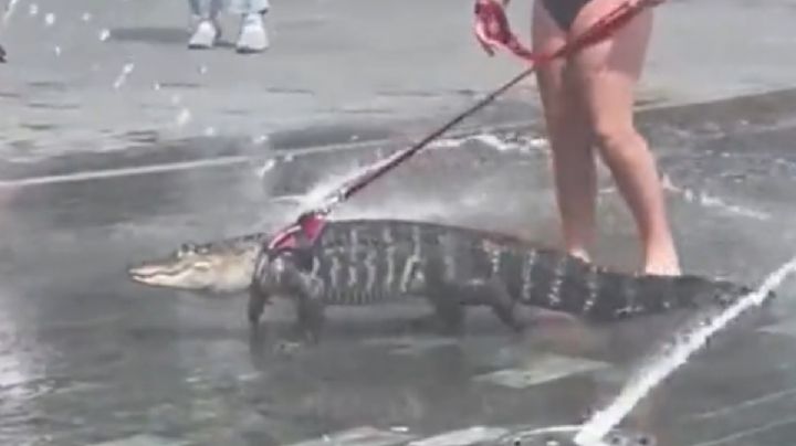 Niña saca a pasear a un caimán con correa a un parque l Video