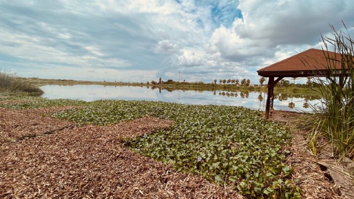 El Laguito luce "despejado" tras invasión de Lirio acuático | FOTOS