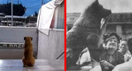 ¡Hachiko mexicano! Perrito espera todos los días a su dueña en metro de la CDMX