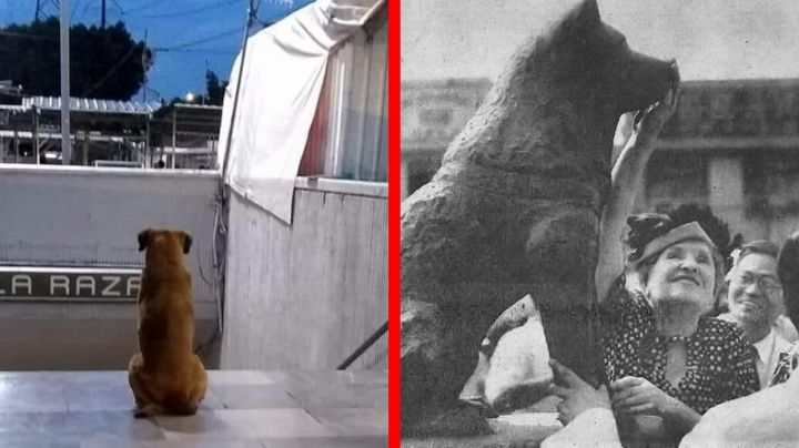 ¡Hachiko mexicano! Perrito espera todos los días a su dueña en metro de la CDMX