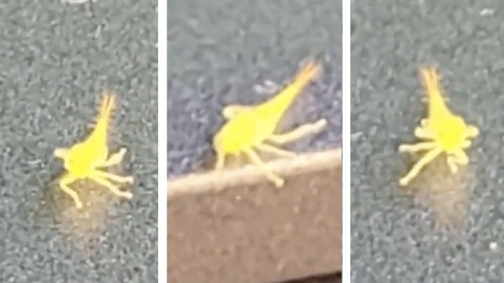 VIDEO: ¿Alien, insecto, pokemon? Pequeña criatura danzante cautiva las redes ¿Qué es?