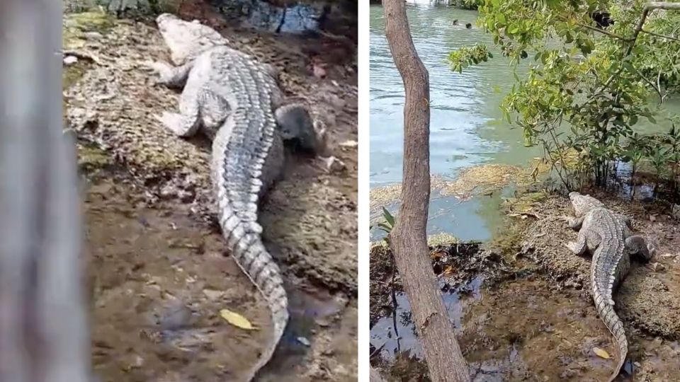 El cocodrilo vigilaba a los niños que nadaban