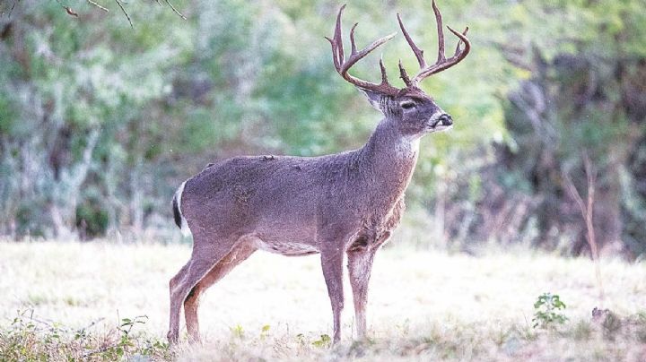 Calculan en 700 mil población de venados
