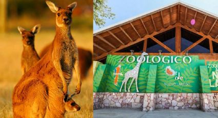 Canguros y cisnes negros invaden el zoológico de Nuevo Laredo; ¡ya puedes visitarlos!