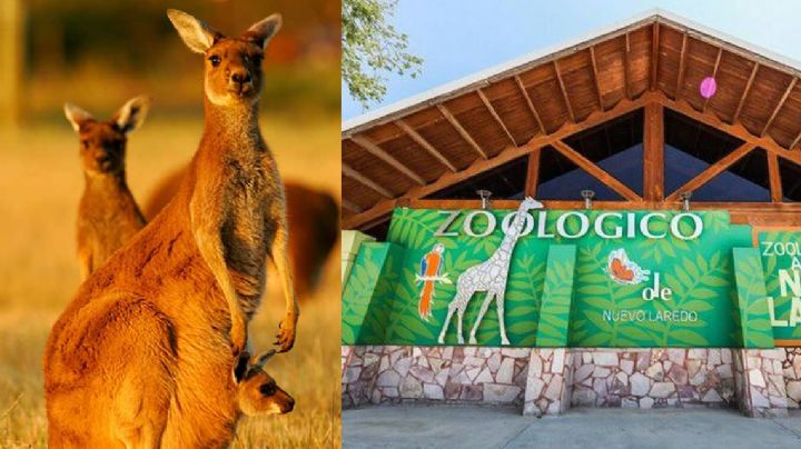 Canguros y cisnes negros invaden el zoológico de Nuevo Laredo; ¡ya puedes visitarlos!