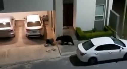 Captan a otro oso negro en colonia del sur de Monterrey | Video