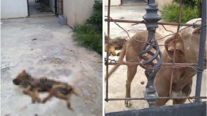 Abandonan y dejan morir a sus perros en colonia Nuevo Progreso; vecinos los reportan